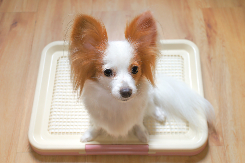 犬用トイレの上に座るパピヨン