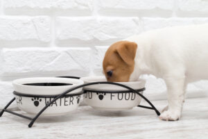 餌を食べる子犬