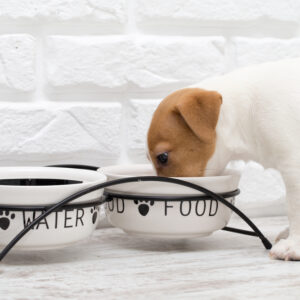 おしゃれで可愛いおすすめの犬用食器を紹介！安全な選び方とお手入れ方法も