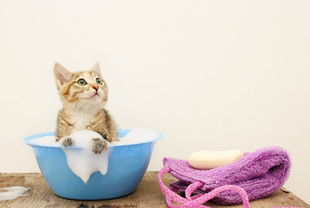 シャンプーで洗われる猫