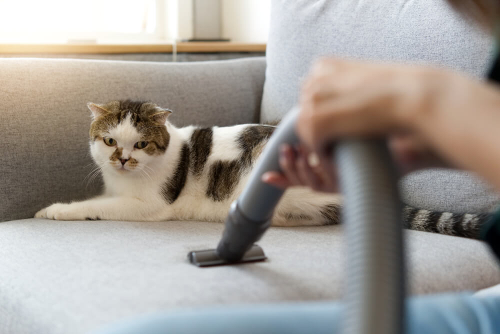 猫の毛が付いたソファに掃除機をかける人