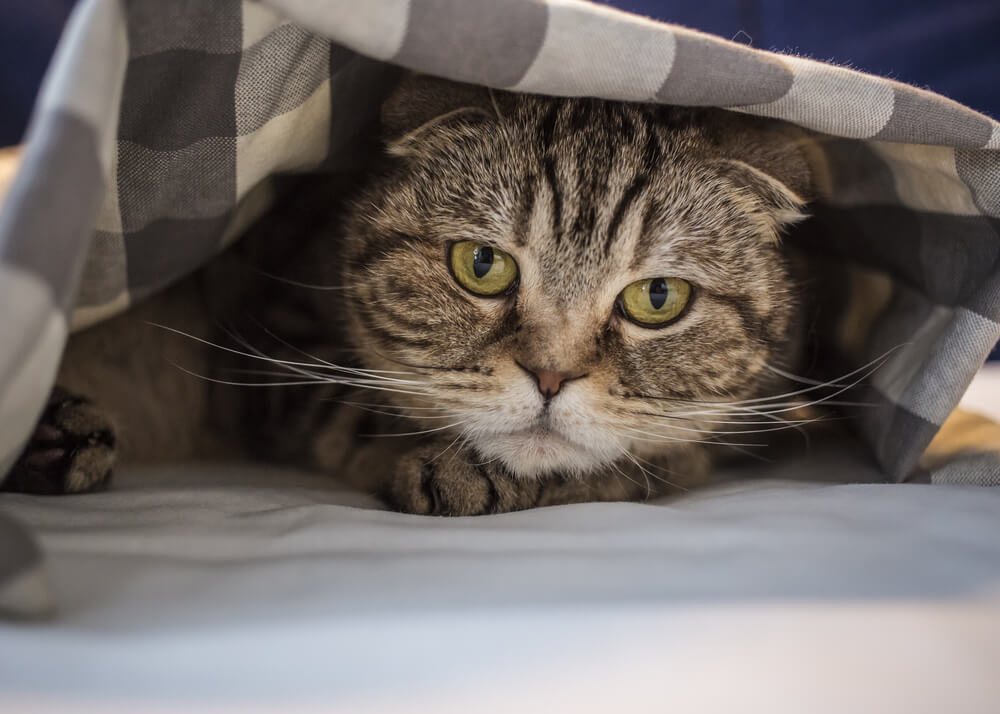 チェック柄の布の下に隠れる猫