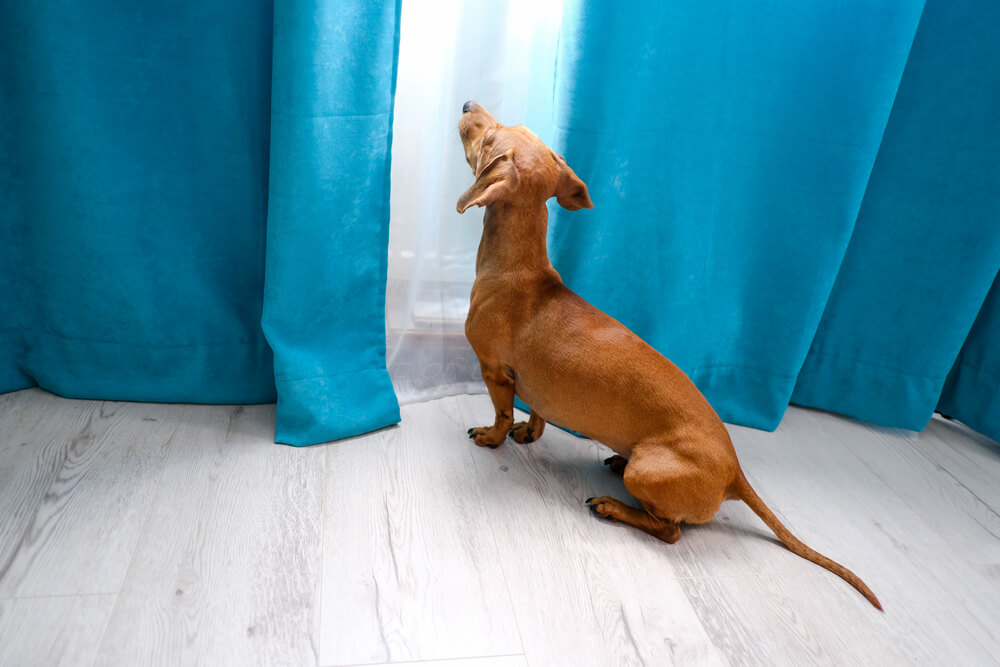 カーテンを見上げる犬