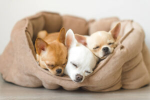 ペット用ベッドで寝る子犬達