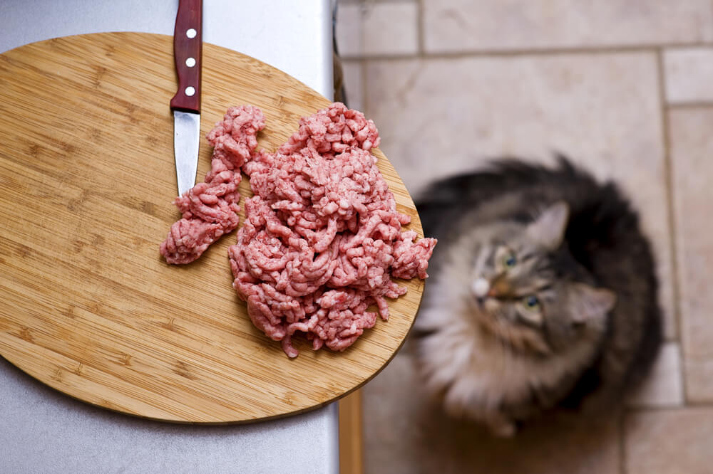 ひき肉を眺める猫