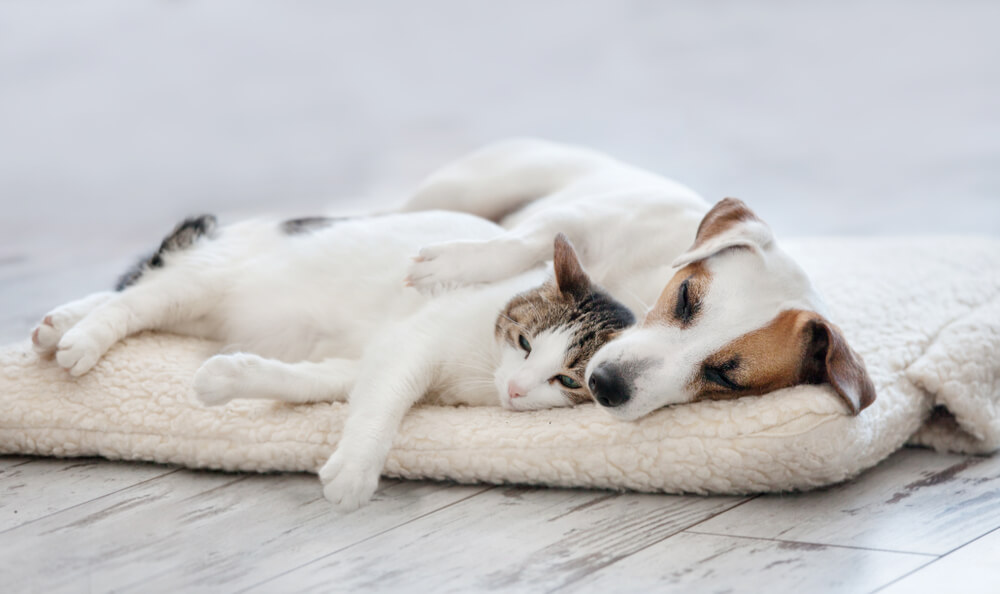 マットタイプのペット用ベッドで寝る犬と猫