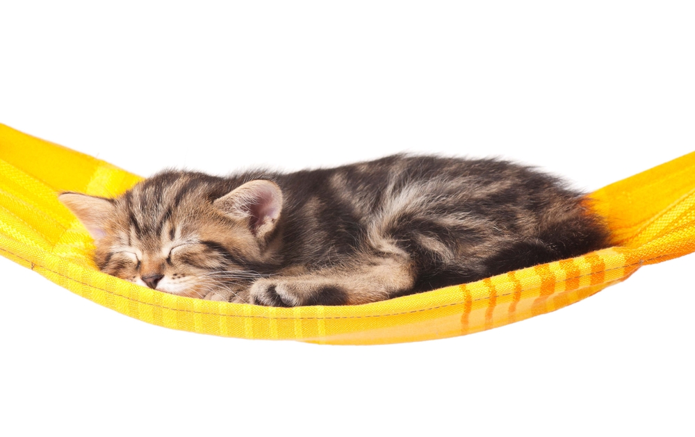 黄色いハンモックで寝る子猫