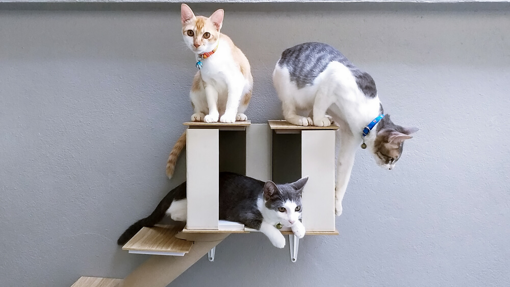 キャットウォークに登っている猫たち