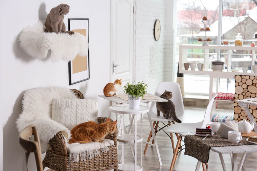 家具の上でくつろぐ猫たち