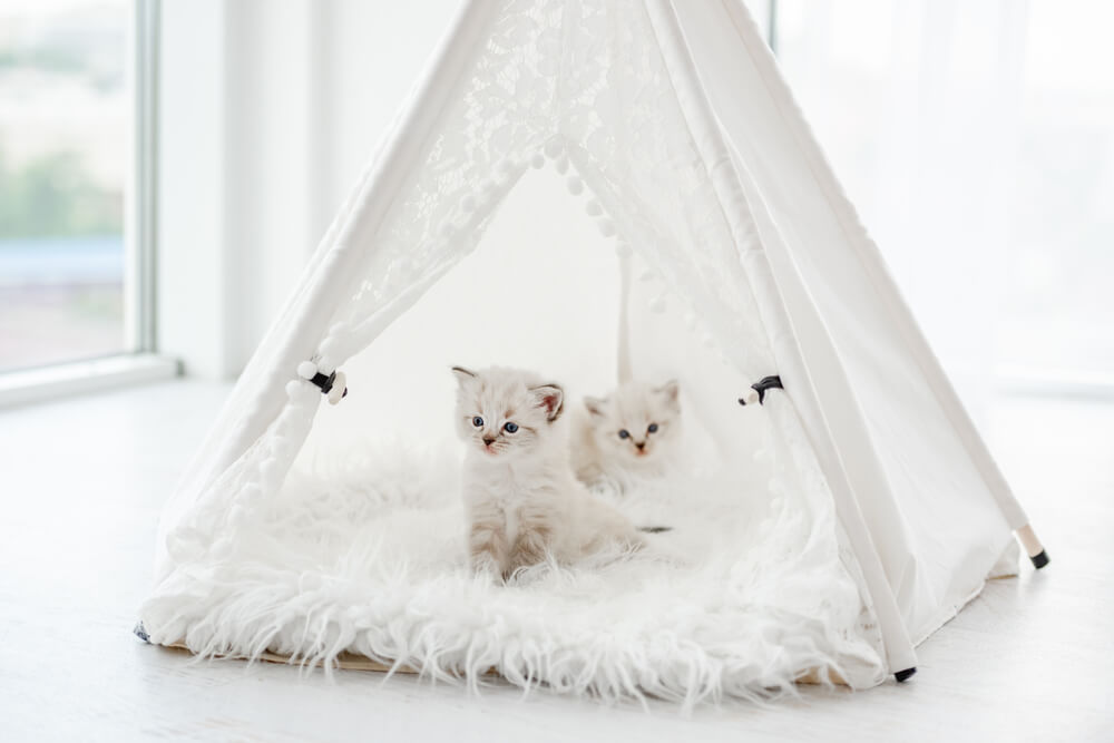 ファーを敷いたペットテントと二匹の子猫