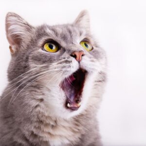 猫の約8割が歯周病に？プロに学ぶ猫の正しい歯磨き術