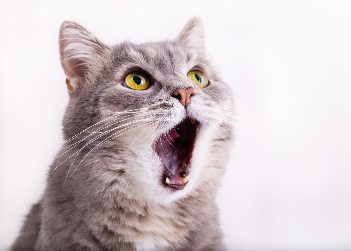 猫の約8割が歯周病に？プロに学ぶ猫の正しい歯磨き術 | くらしマグネット