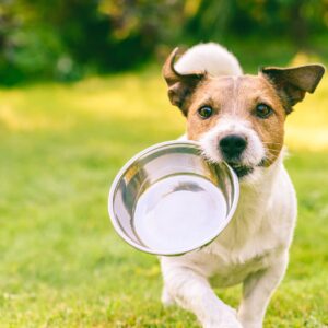 【食欲不振にも】犬の健康を保つ手作りごはんにおすすめの食材