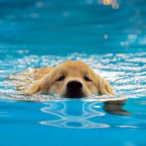 犬と水遊びがしたい！愛犬と楽しむ水遊びのススメ～注意点や慣らし方～