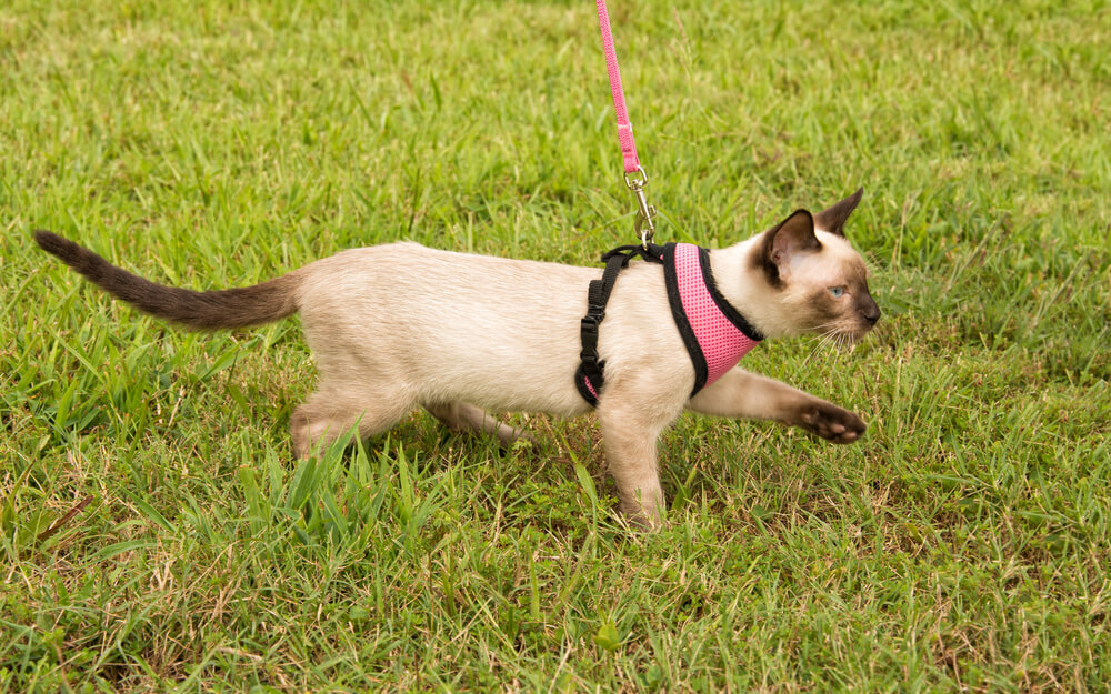 リード付きハーネスをつけて散歩する猫
