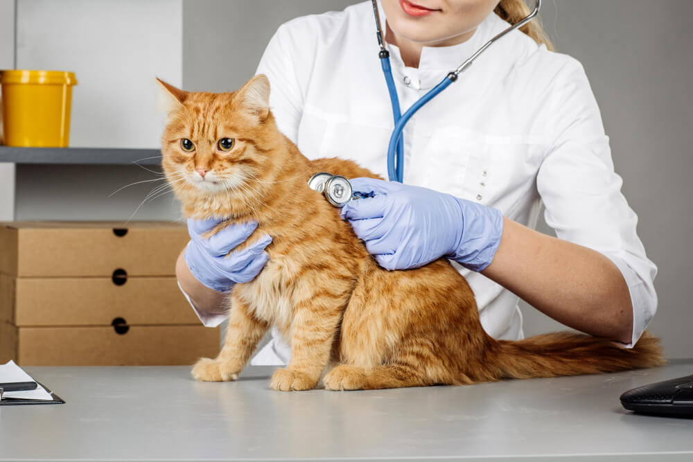 獣医に診察を受ける猫