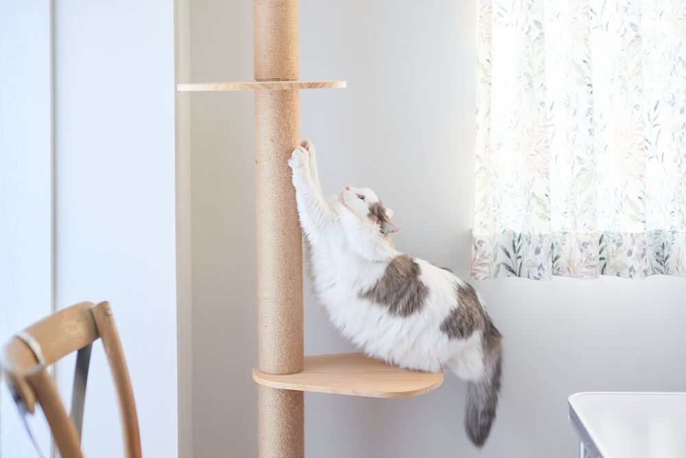 キャットタワーで爪とぎをする猫