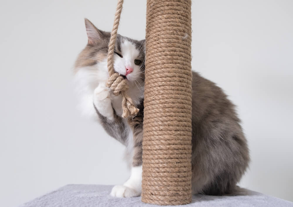 麻紐で遊ぶ猫