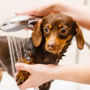 【トリマー執筆・監修】犬のお風呂はどう入れる？入れ方や注意点、おすすめグッズも紹介