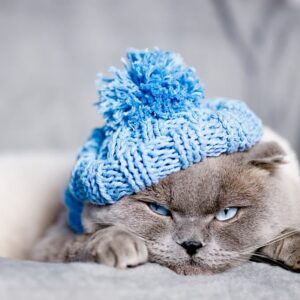 猫の「寒い」のサインに気づいて！よく見られる行動や寒さ対策を解説