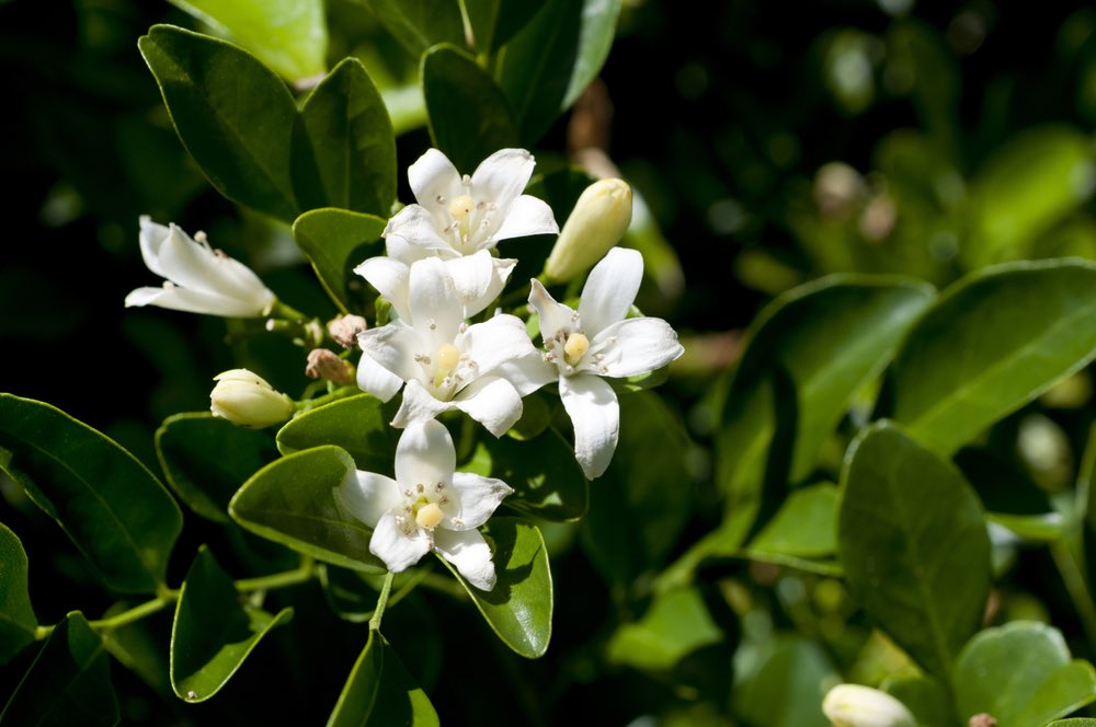 白い花が特徴のシルクジャスミン