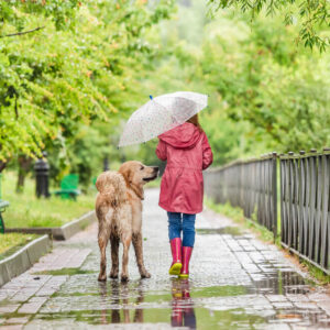 【雨の日】犬の散歩はどうする？注意点やケア、身につけておきたいトレーニングも