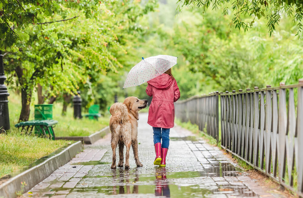 雨の日に犬と散歩をする女性