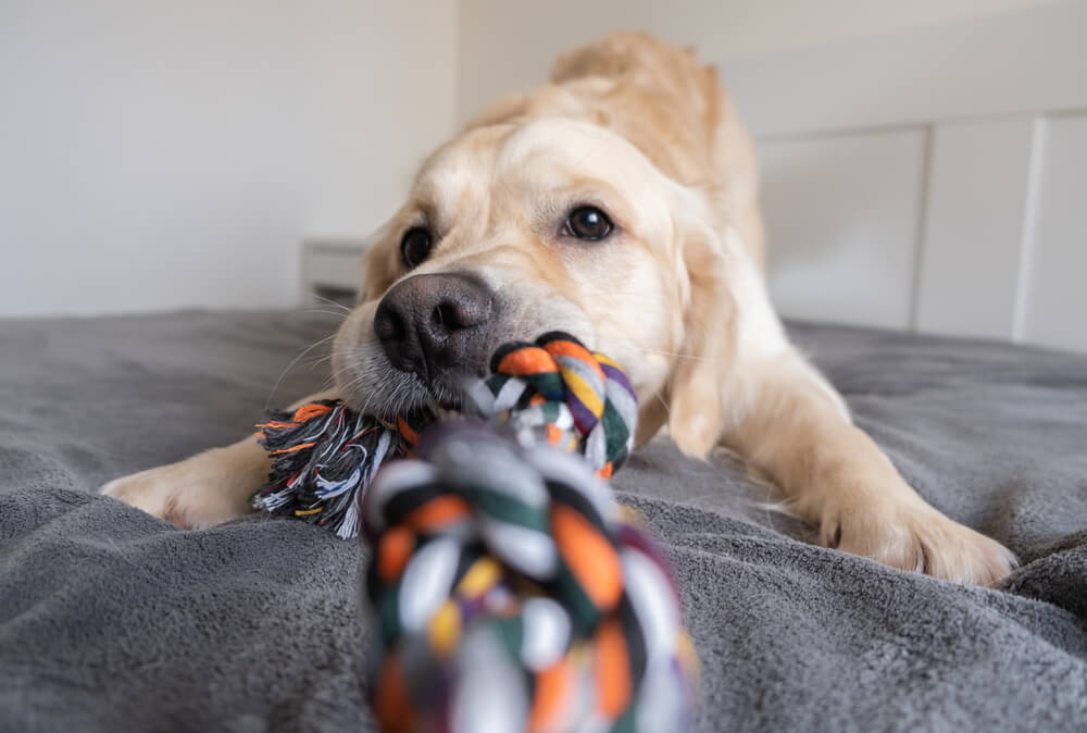 犬用の玩具を噛む犬