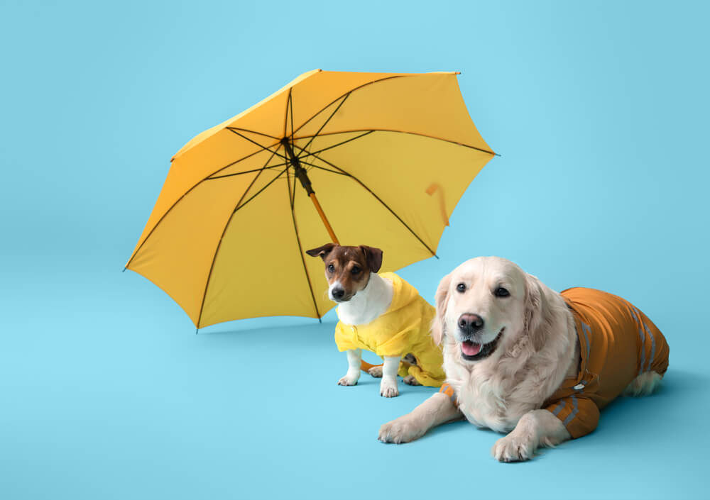 2匹の犬が雨具を身に着けてお座りしている