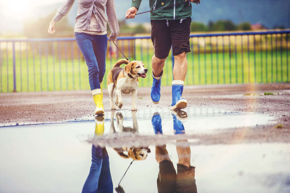 雨上がりに夫婦と散歩する犬