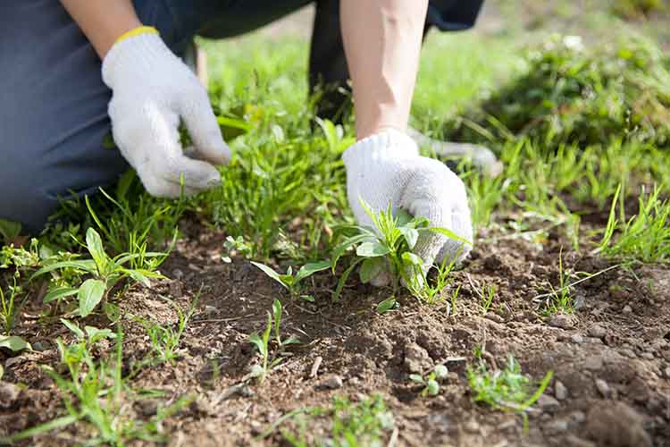 雑草予防に除草剤