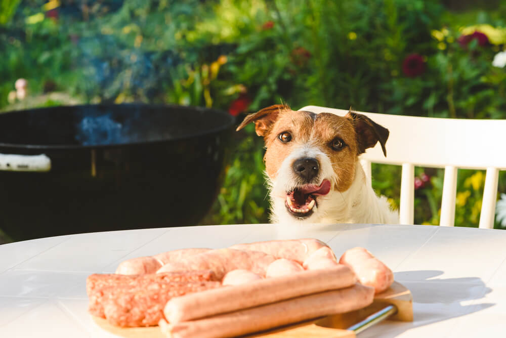 バーベキューの食材と犬
