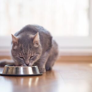 【簡単】猫の手作りご飯&おやつ｜メリット・デメリットやおすすめレシピも紹介