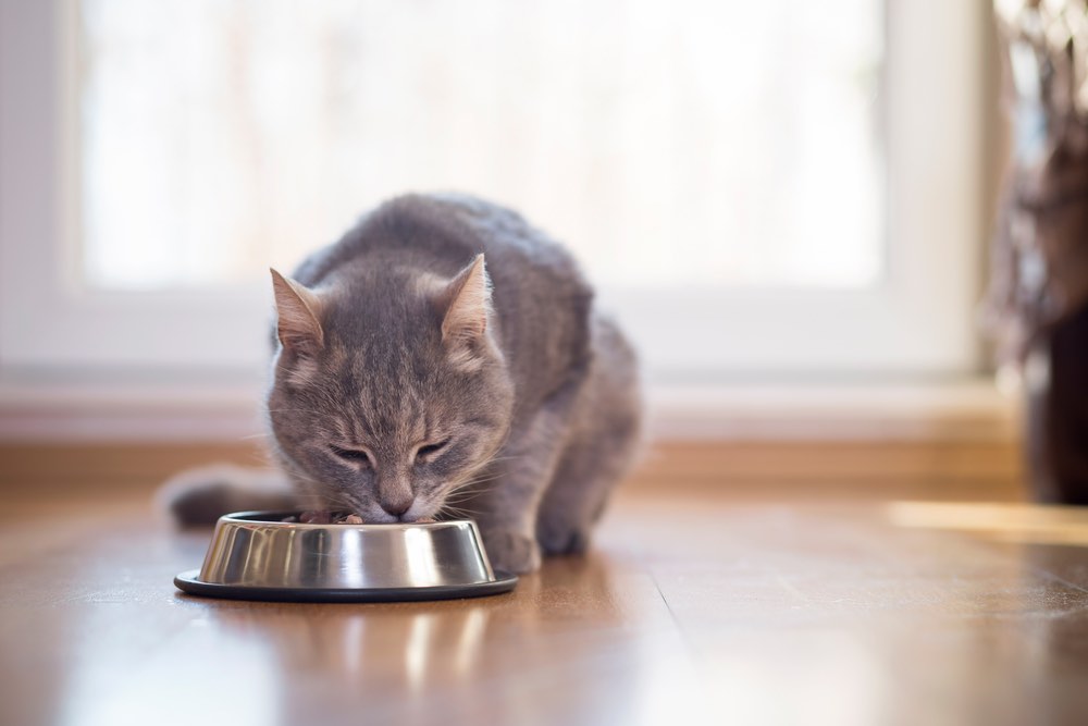 お皿に入った餌を食べる猫