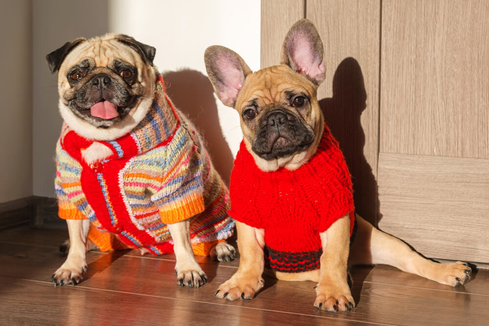 暖かそうな洋服を着た2匹の犬