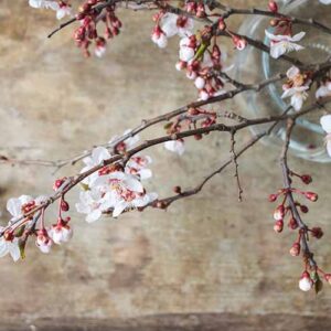 お部屋で楽しむ桜のススメ！ 花開く美しさとパワーを感じて ｜くらしの花図鑑