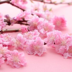 3月3日は桃の節句　お花とともに、健やかな日々を願って｜くらしの花図鑑