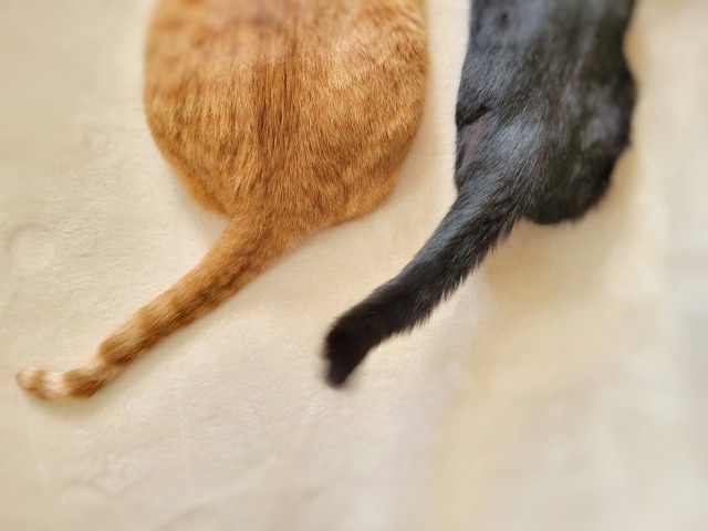 猫の「ほっといてサイン」の尻尾