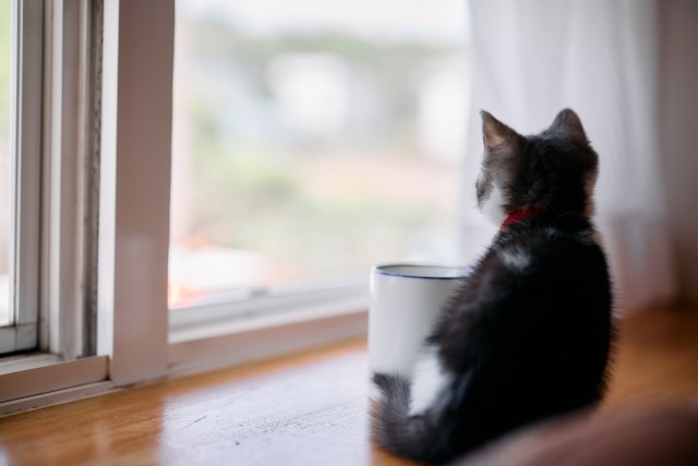窓辺に座っている子猫
