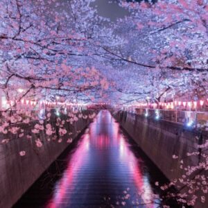 都内のおすすめ夜桜デートプラン5選♪ディナーやカフェも楽しめるコースは？