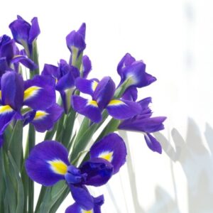 端午の節句は菖蒲の花とともに　健康と成長を祈る大切な一日｜くらしの花図鑑