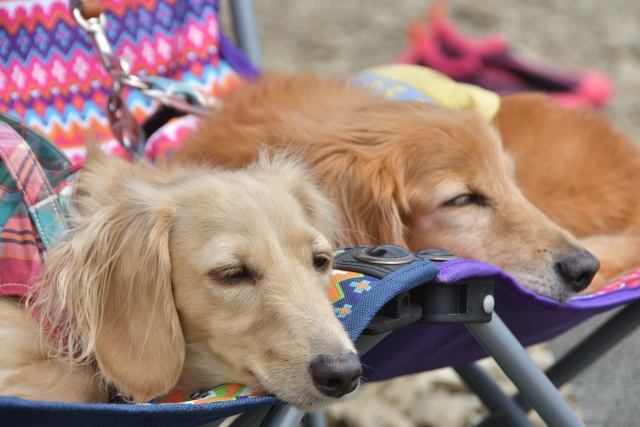アウトドアチェアで眠る犬2匹の画像