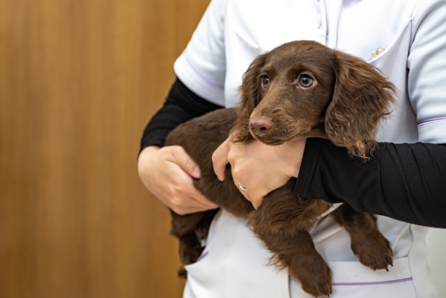 動物病院で、医師に抱えられる犬の画像