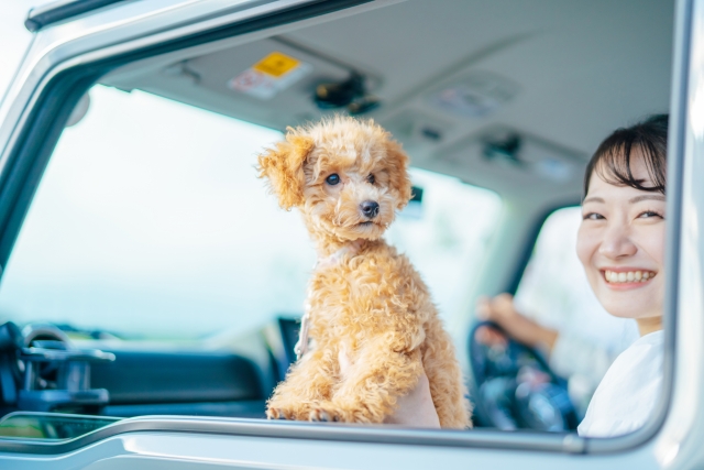 車の窓から外を眺める犬と女性の画像