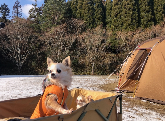 キャンプ場で防寒着を着てカートから顔を出す犬と、まぶしそうな犬の写真