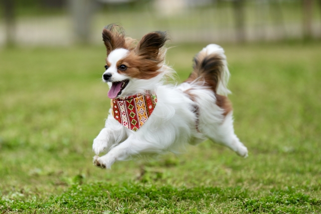 芝生で走り回る犬の画像