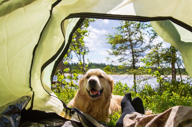 自然の中でキャンプをする人と飼い主と一緒にキャンプをする大きな犬