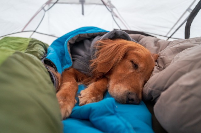 飼い主と一緒にテントの中で眠る犬