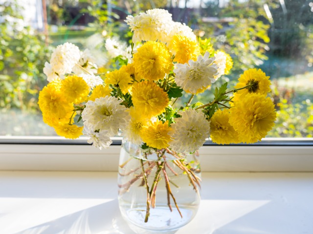 窓辺に飾られた白と黄色の菊の花