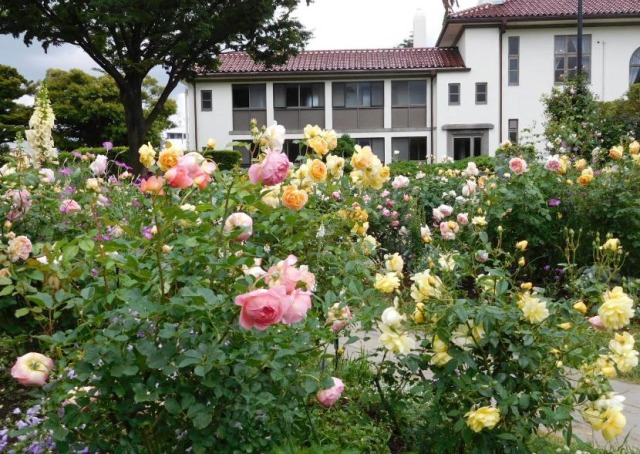 港の見える丘公園のイギリス山地区